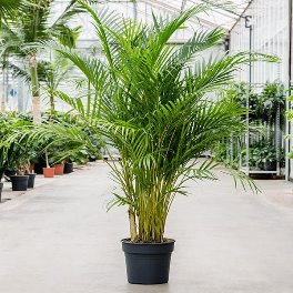 Areca Palm